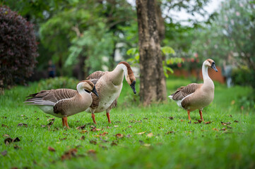 couple of geese foraging on the grass