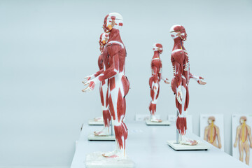 Anatomy model in anatomy classroom at medical school.Science laboratory, with focus on human body anatomy model.Medical education concept.