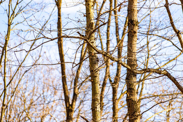 tree branches covering the sky