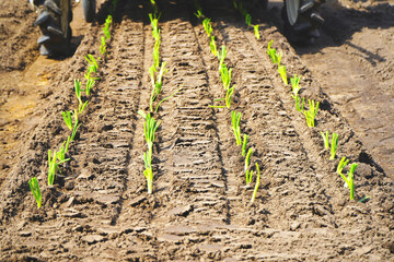 Innovative vegetable growing machine reduces labor shortage problem. Organize the seedlings into lines that are easy to take care of.	                               