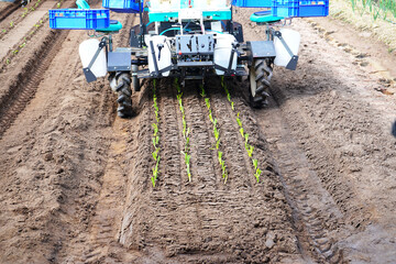 Innovative vegetable growing machine reduces labor shortage problem. Organize the seedlings into...