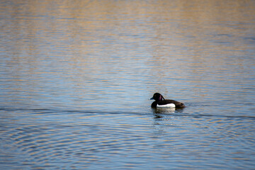 Ring necked Duck swimming in a lake. The male Ring-necked Duck is a sharply marked bird of gleaming black, gray, and white. Females are rich brown with a delicate face pattern