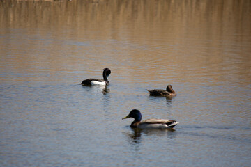 Ring necked Duck swimming in a lake. The male Ring-necked Duck is a sharply marked bird of gleaming black, gray, and white. Females are rich brown with a delicate face pattern
