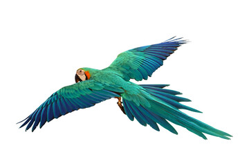 Colorful Blue and gold macaw parrot flying isolated on transparent background png file