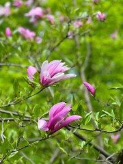 Beautiful magnolia flowers pink purple blossom in green foliage.