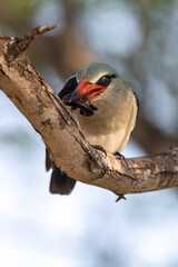 Martin chasseur du Sénégal,.Halcyon senegalensis, Woodland Kingfisher,  iule, Archispirostreptus...