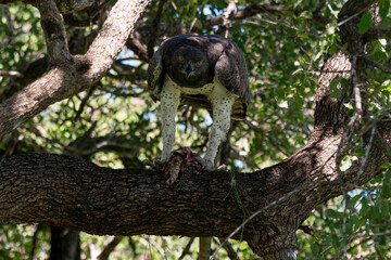 Aigle martial, Polemaetus bellicosus, Martial Eagle, Varan du Nil, Varanus niloticus