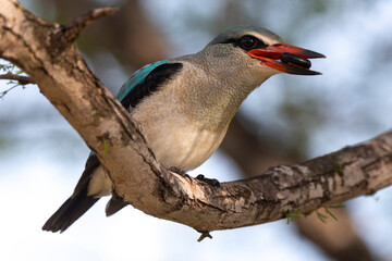Martin chasseur du Sénégal,.Halcyon senegalensis, Woodland Kingfisher,  iule, Archispirostreptus...