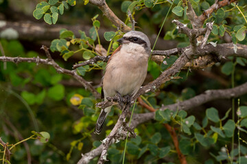 Fototapeta premium Pie grièche écorcheur,.Lanius collurio, Red backed Shrike