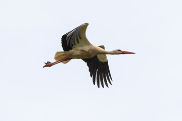 Cigogne blanche,. Ciconia ciconia, White Stork