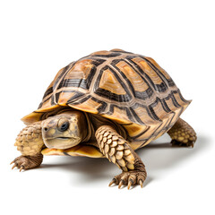Generative Ai: Turtle on white background
