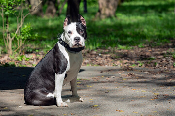 A black and white pit bull dog sits on a sidewalk in the woods.