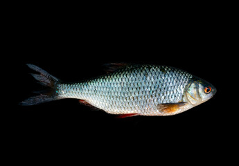 Roach fish with a white and silver tail on a black background.