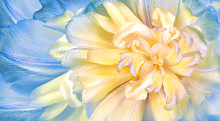 Flowers  yellow -blue  tulips  and petals.  Floral  background. Petals tulips. Close-up. Nature.