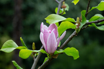 magnolia tree blossom in springtime. tender pink flowers bathing in sunlight. warm april weather.