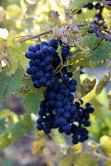 red grapes in vineyard