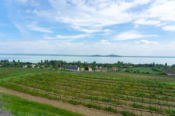 Fototapeta na wymiar Vineyards wine gardens at Lake Balaton in Baracsony Hungray with beautiful view