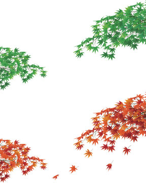 青モミジと紅葉、季節の変化のベクターイラスト
