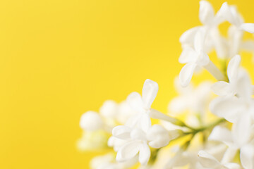 white lilac flower branch on a yellow background with copy space for your text