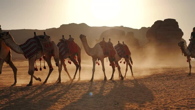 Group of camels, seats ready for tourists, walking in AlUla desert on a sunny day afternoon, young woman riding last animal, sandstone rocks formation background