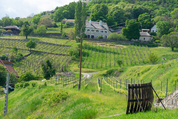 Vineyards wine gardens at Lake Balaton in Baracsony Hungray with beautiful view
