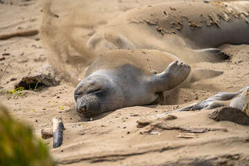 Fototapeta premium Elephant seal throws sand at itself, Año Nuevo State Park, California
