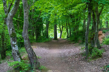 huge tree branches in a green forest