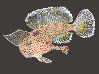 Drawing Spoted habdfish, walk, coral, art.illustration, vector