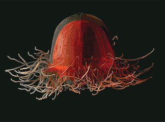 Drawing Novegica jellyfish, tentacle, sting, art.illustartion, vector.