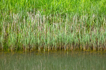 Reeds growing in a lake