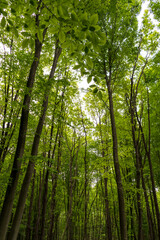 Fototapeta na wymiar huge tree branches in a green forest