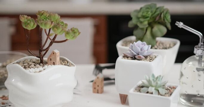 Aeonium Green Tea Succulent in a white ceramic pot with decorative small house