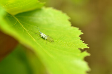 Aphid insect with wings, the female sits on a leaf.