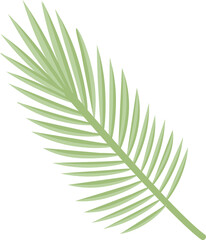 Fototapeta premium palm branch leaves