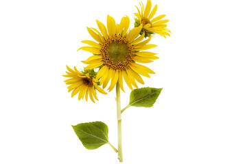 yellow flowers sunflowers arrangement flat lay postcard style  © phenphayom