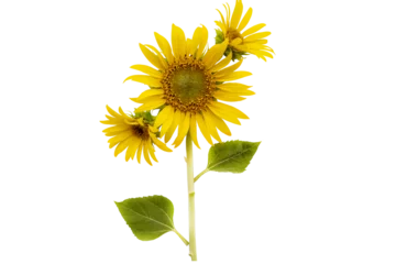 Zelfklevend Fotobehang yellow flowers sunflowers arrangement flat lay postcard style  © phenphayom