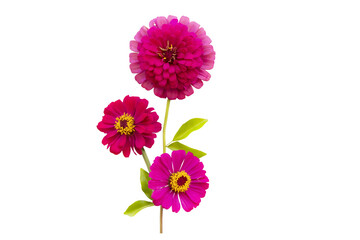 pink flowers zinnia elegan local flora of asia arrangement flat lay postcard style 