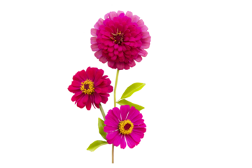 pink flowers zinnia elegan local flora of asia arrangement flat lay postcard style 