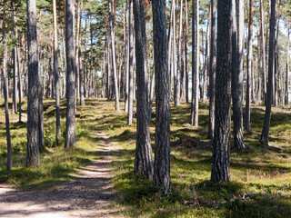 Wanderpfad durch einen sonnendurchfluteten Kiefernwald