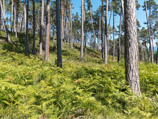 lichter Kiefernwald mit Farn als Bodenbedeckung
