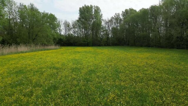 Meadow with buttercups 