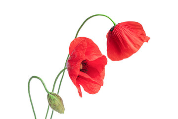 poppy flowers with bud isolated on white background