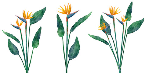  極楽鳥花の水彩画イラストのパーツセット