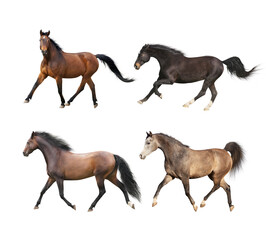 Four running horse in trot and canter, isolated 