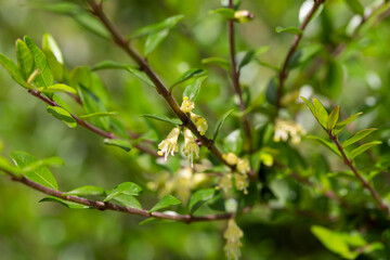 yellow flowers of Lonicera nitida shrub, spring floral background