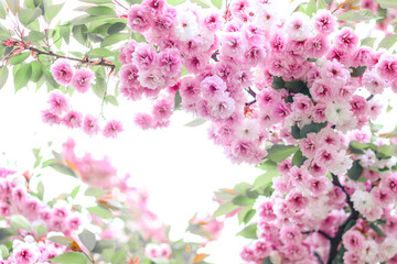 Sakura flowers. Branches of blossoming sakura. Sakura. Photo of nature.