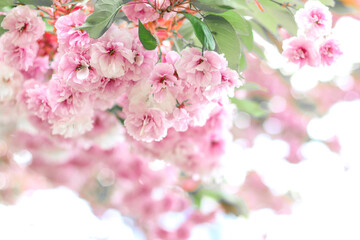 Sakura flowers. Branches of blossoming sakura. Sakura. Photo of nature.