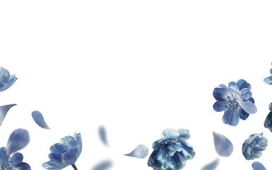 Blue flying flowers and petals overlay. Floral border, isolated - 600987813
