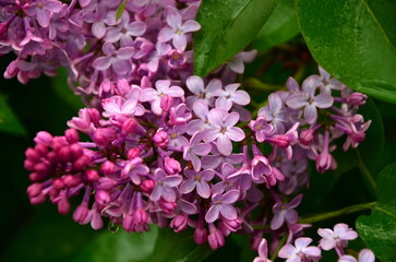 blooming lilac with 5 petal flower