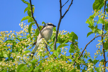 A male Red Backed Shrike sitting on a bush